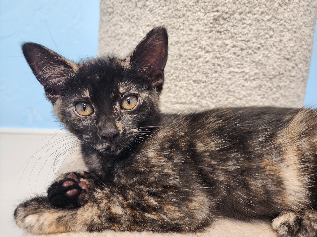 Jade, an adoptable Domestic Short Hair in Gold Beach, OR, 97444 | Photo Image 1