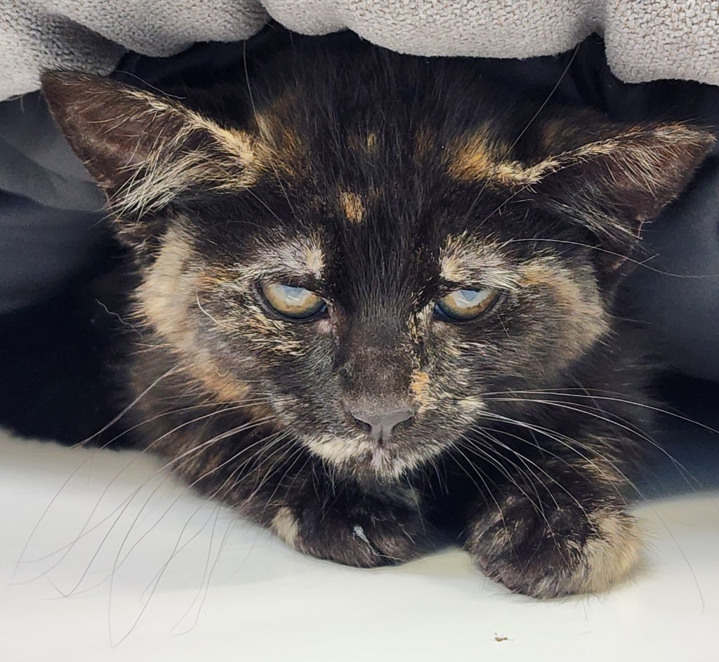 Jade, an adoptable Domestic Short Hair in Gold Beach, OR, 97444 | Photo Image 2