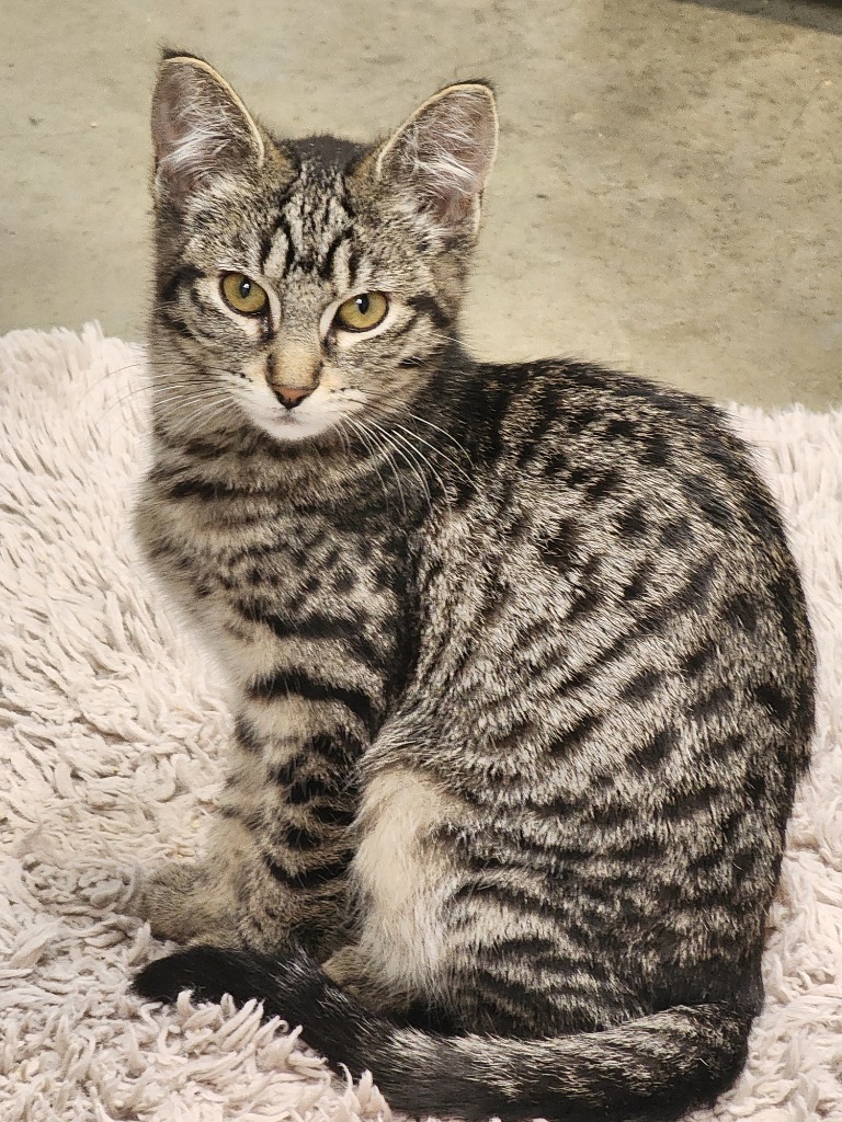 Diamondbacks, an adoptable Domestic Short Hair in Gold Beach, OR, 97444 | Photo Image 1