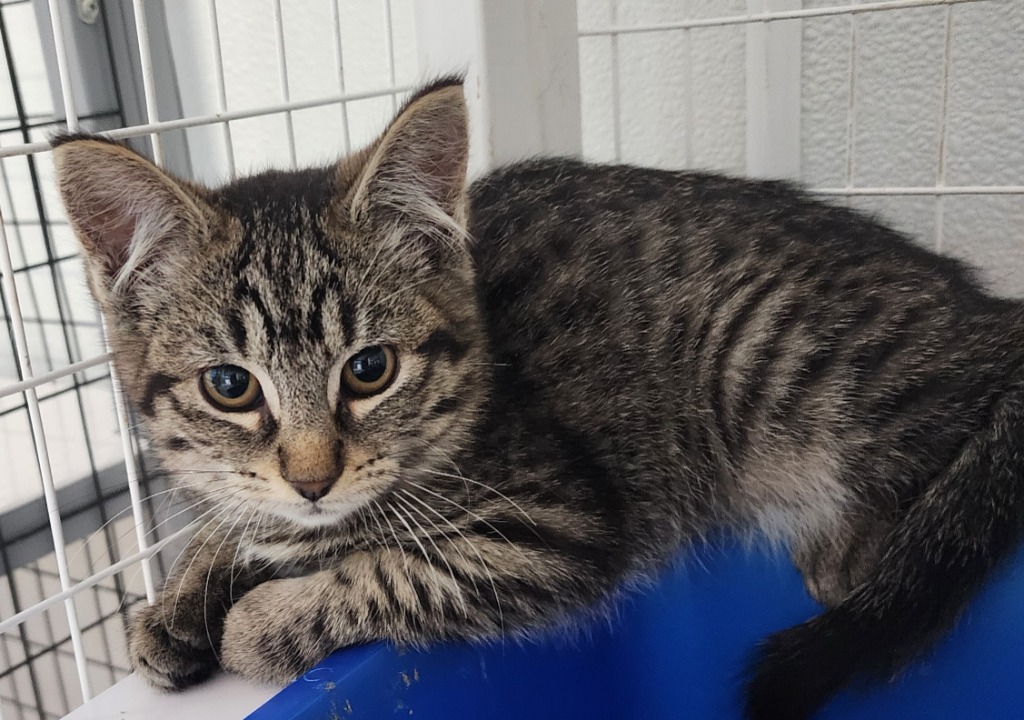 Diamondbacks, an adoptable Domestic Short Hair in Gold Beach, OR, 97444 | Photo Image 2