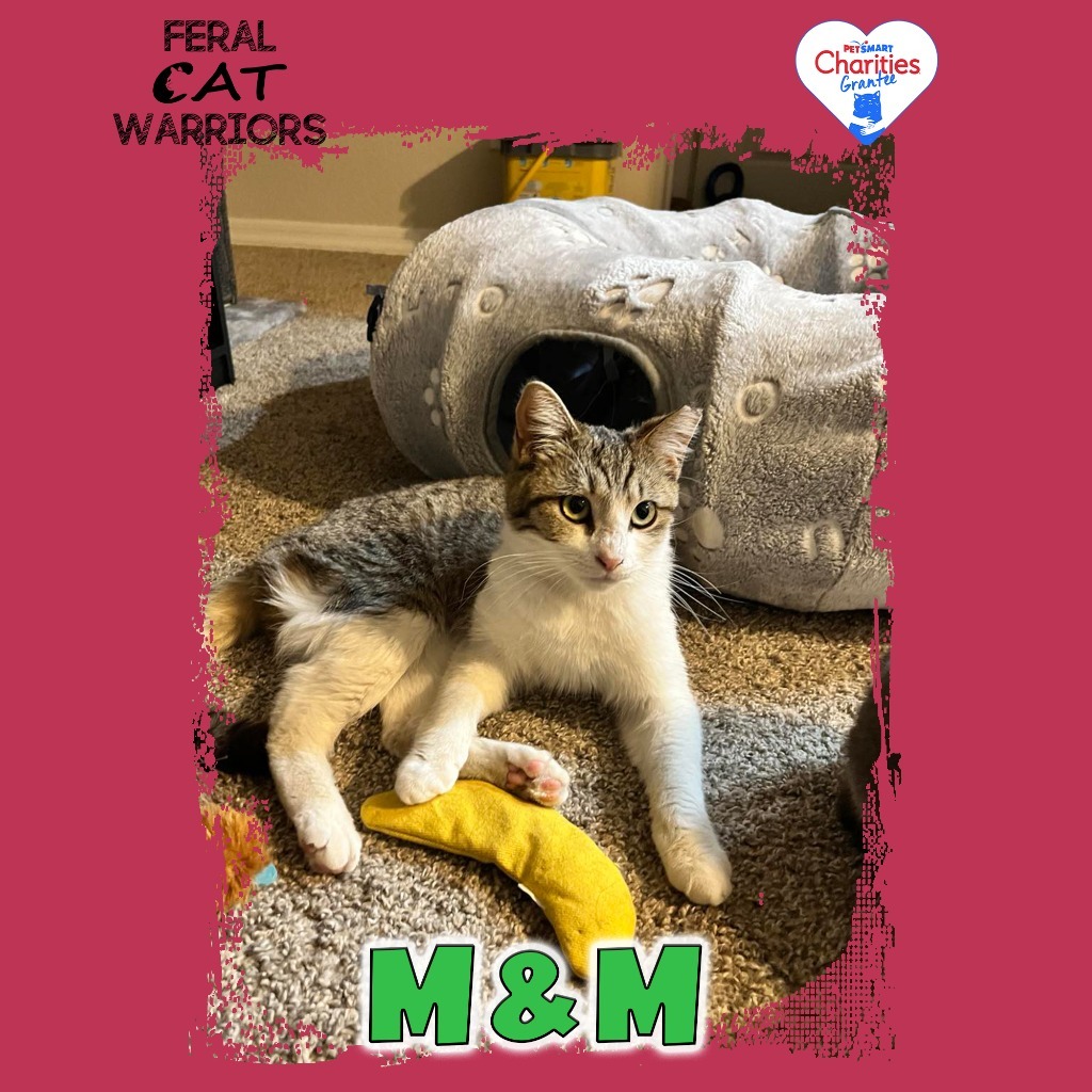 K25064/M&M, an adoptable Domestic Short Hair in Kingman, AZ, 86401 | Photo Image 1
