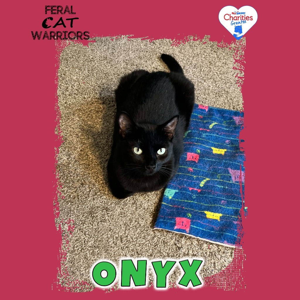 Onyx KA, an adoptable Domestic Short Hair in Kingman, AZ, 86401 | Photo Image 1