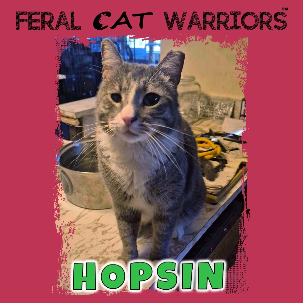 Hopsin K23347, an adoptable Domestic Short Hair in Kingman, AZ, 86401 | Photo Image 1
