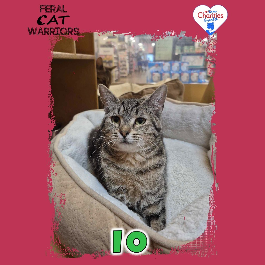 Io, an adoptable Domestic Short Hair in Kingman, AZ, 86401 | Photo Image 1