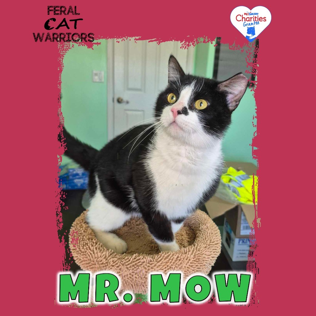 B25008/Mr. Mow, an adoptable Domestic Short Hair in Kingman, AZ, 86401 | Photo Image 1