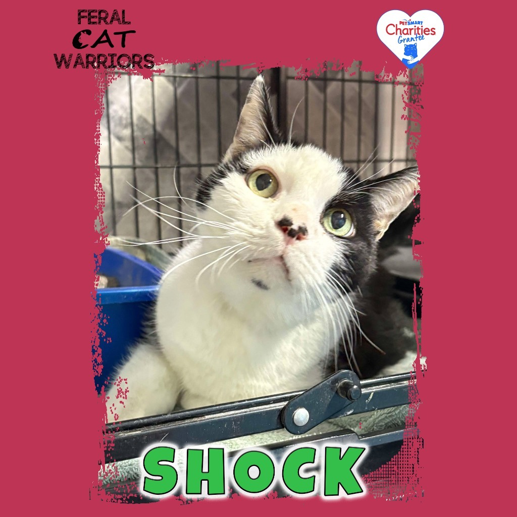Shock, an adoptable Domestic Short Hair in Kingman, AZ, 86401 | Photo Image 1