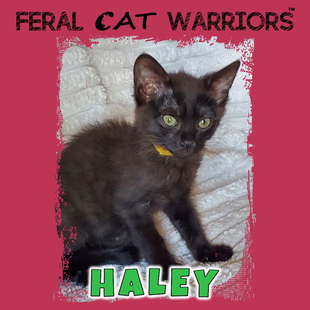 Haley, an adoptable Domestic Short Hair in Kingman, AZ, 86401 | Photo Image 1