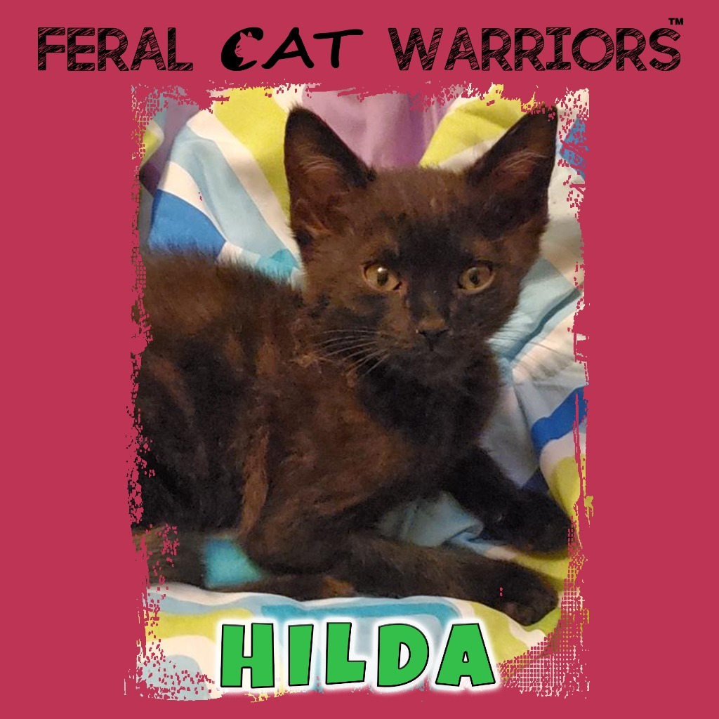 Hilda, an adoptable Domestic Short Hair in Kingman, AZ, 86401 | Photo Image 1