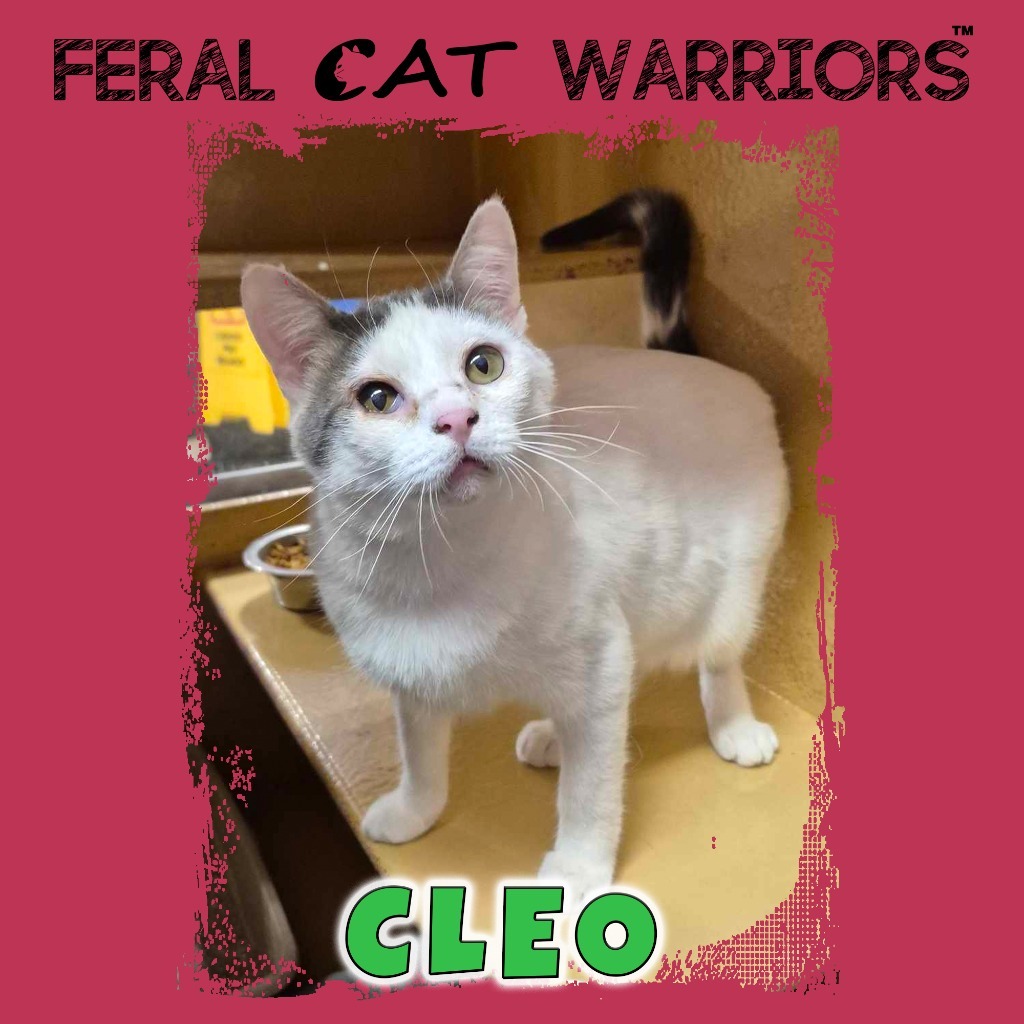 Cleo, an adoptable Domestic Short Hair in Kingman, AZ, 86401 | Photo Image 1