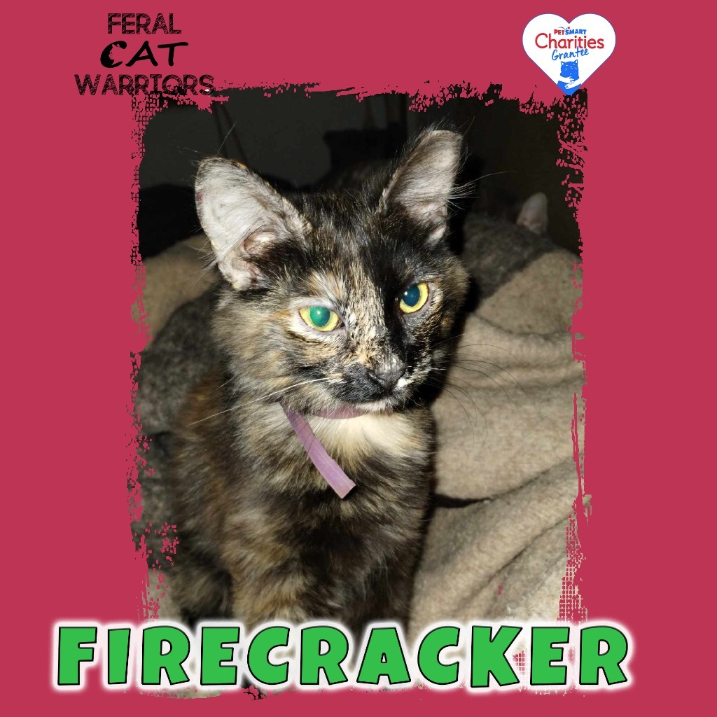 Firecracker, an adoptable Domestic Long Hair in Kingman, AZ, 86401 | Photo Image 1