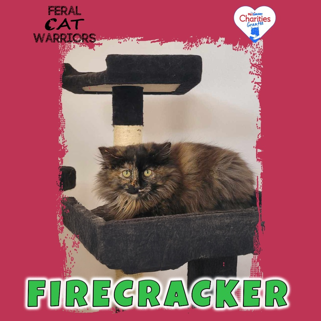 Firecracker, an adoptable Domestic Long Hair in Kingman, AZ, 86401 | Photo Image 2
