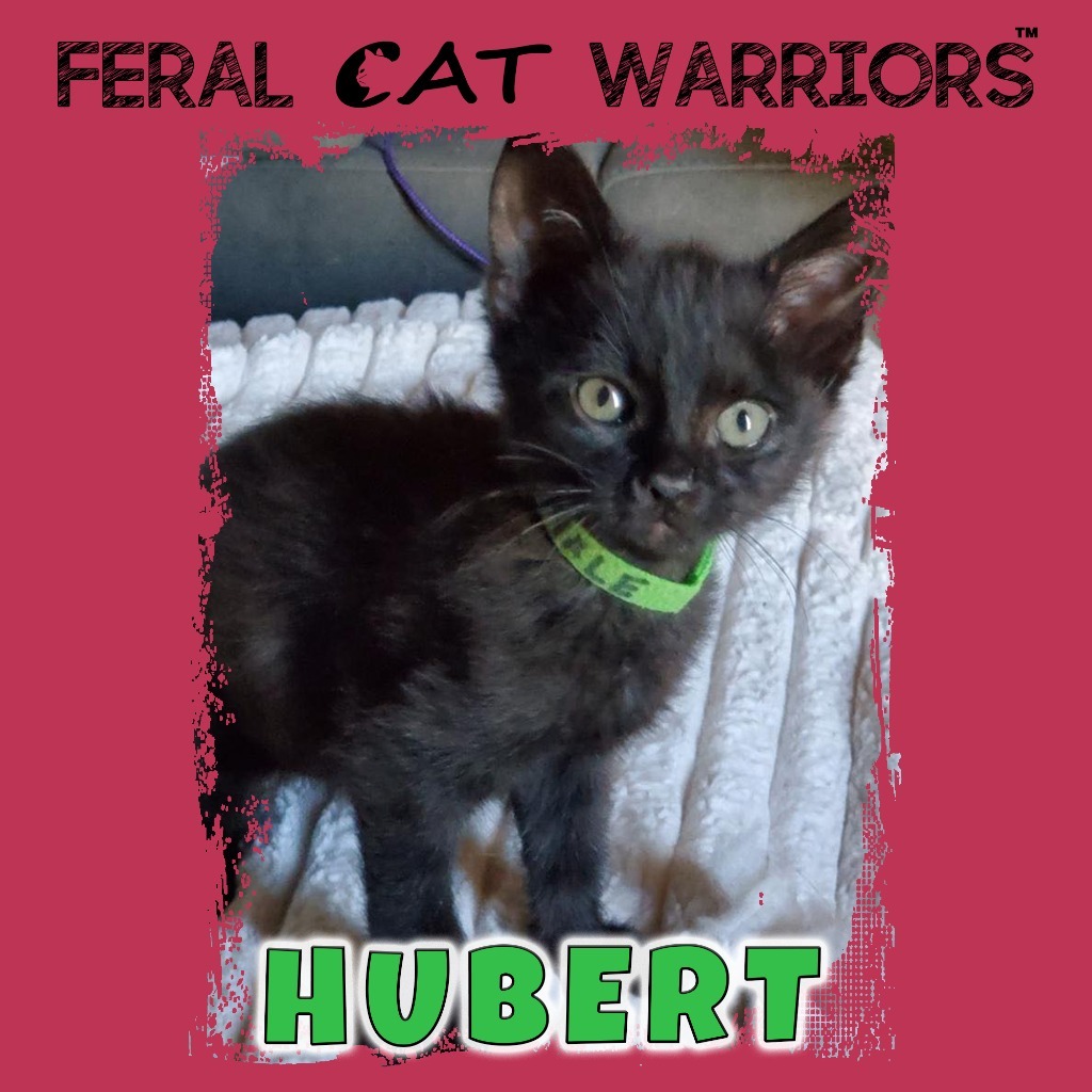 Hubert, an adoptable Domestic Short Hair in Kingman, AZ, 86401 | Photo Image 1
