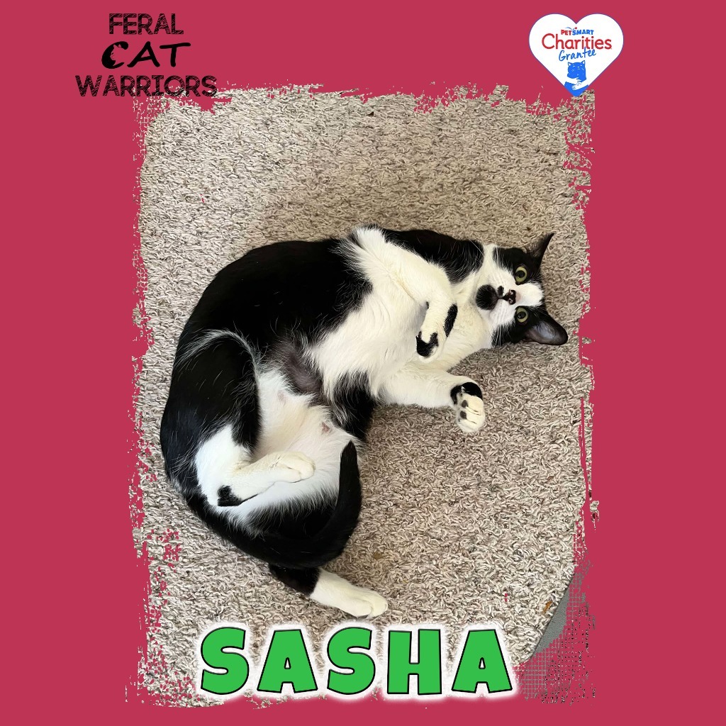 Sasha, an adoptable Domestic Short Hair in Kingman, AZ, 86401 | Photo Image 1