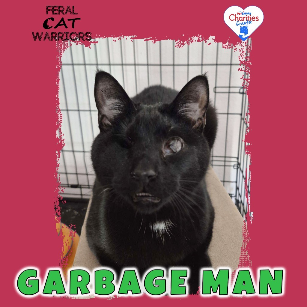 Garbage Man, an adoptable Domestic Short Hair in Kingman, AZ, 86401 | Photo Image 1