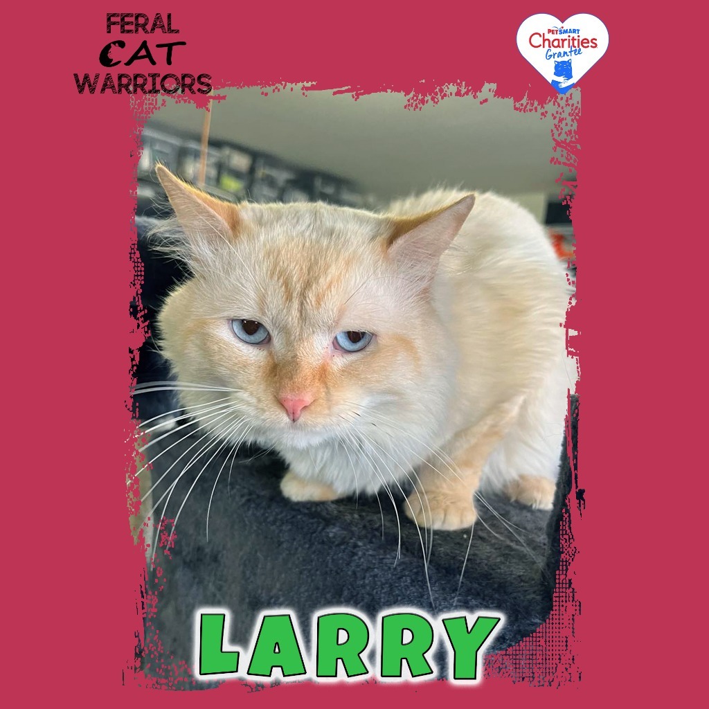 Larry, an adoptable Domestic Long Hair in Kingman, AZ, 86401 | Photo Image 1