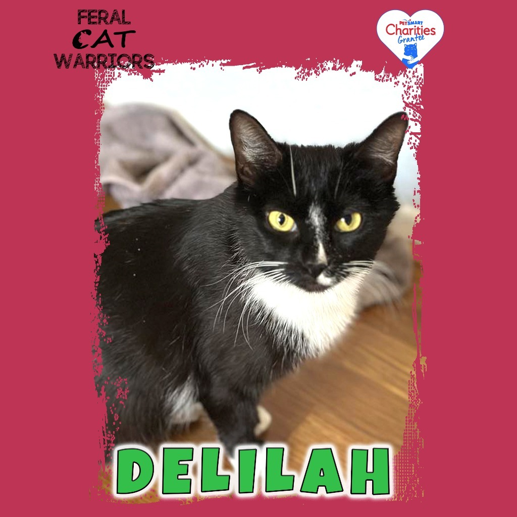 Delilah, an adoptable Domestic Short Hair in Kingman, AZ, 86401 | Photo Image 1