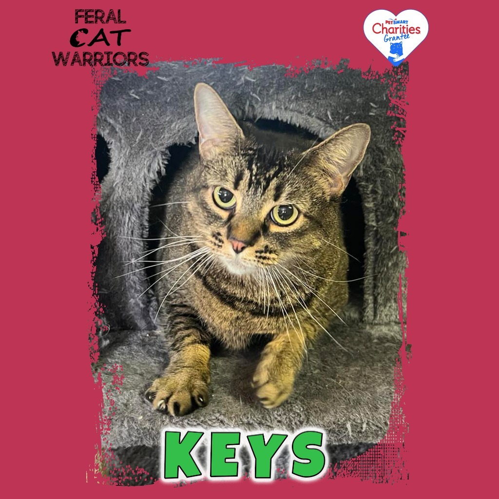 Keys, an adoptable Domestic Short Hair in Kingman, AZ, 86401 | Photo Image 1