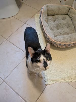 Milkshake, Young Male Domestic Short Hair