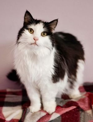 Moo, Senior Male Domestic Long Hair