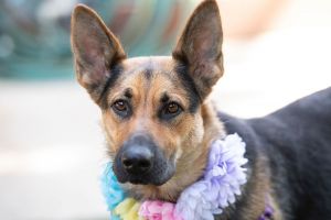 All of our dogs are spayedneutered shots current DHPP Bordetella and Rabies where applicable d
