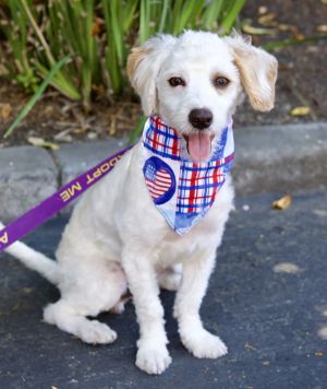 All of our dogs are spayedneutered shots current DHPP Bordetella and Rabies where applicable d