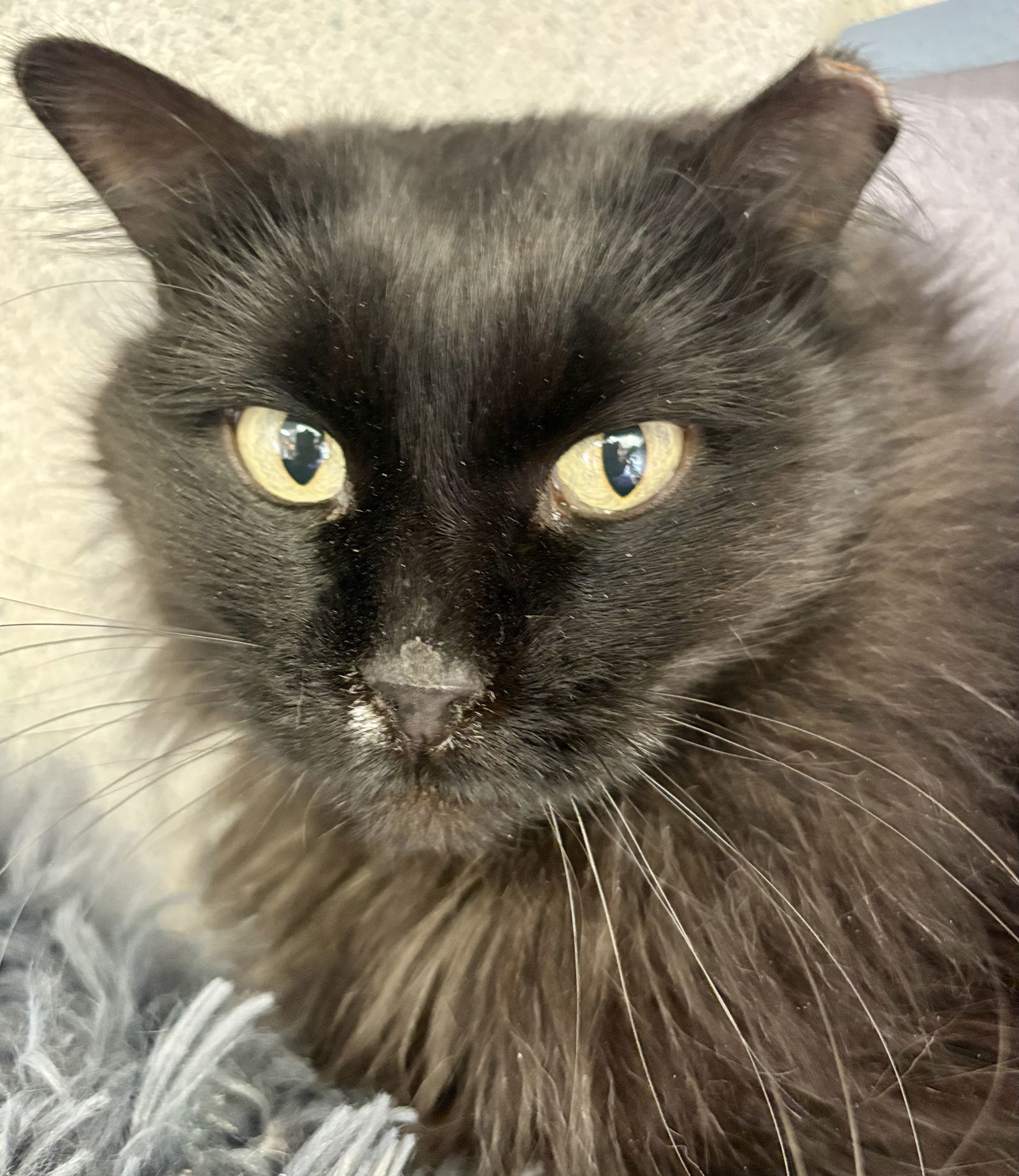 Jingles, an adoptable Domestic Long Hair in Evergreen, CO, 80437 | Photo Image 1