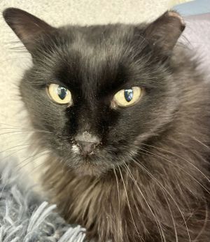 Jingles, Adult Female Domestic Long Hair