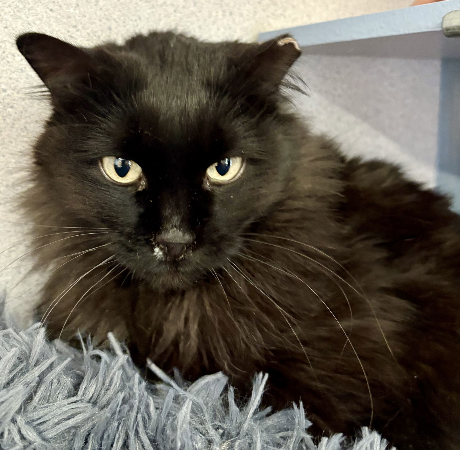 Jingles, an adoptable Domestic Long Hair in Evergreen, CO, 80437 | Photo Image 2