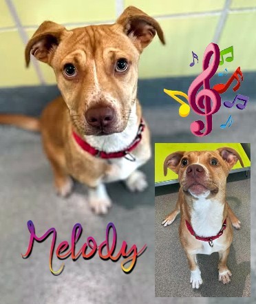 Melody thumbnail 3