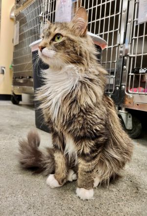 I am a beautiful long haired girl with lots of love to give Please adopt me todayAll adopters must