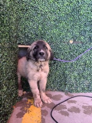 58419481, Baby Male Akita