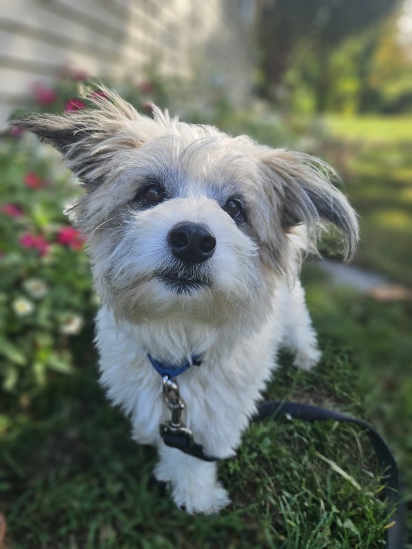 Rocco, an adoptable Schnauzer, Cairn Terrier in Oakland, NJ, 07436 | Photo Image 1