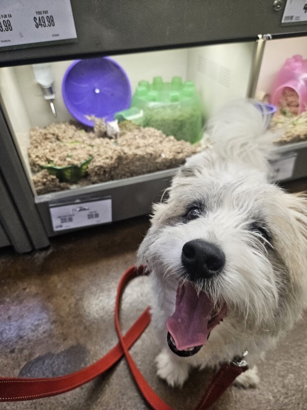 Rocco, an adoptable Schnauzer, Cairn Terrier in Oakland, NJ, 07436 | Photo Image 2