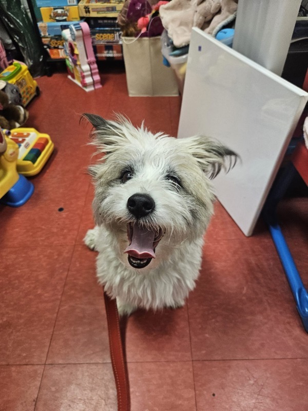 Rocco, an adoptable Schnauzer, Cairn Terrier in Oakland, NJ, 07436 | Photo Image 3