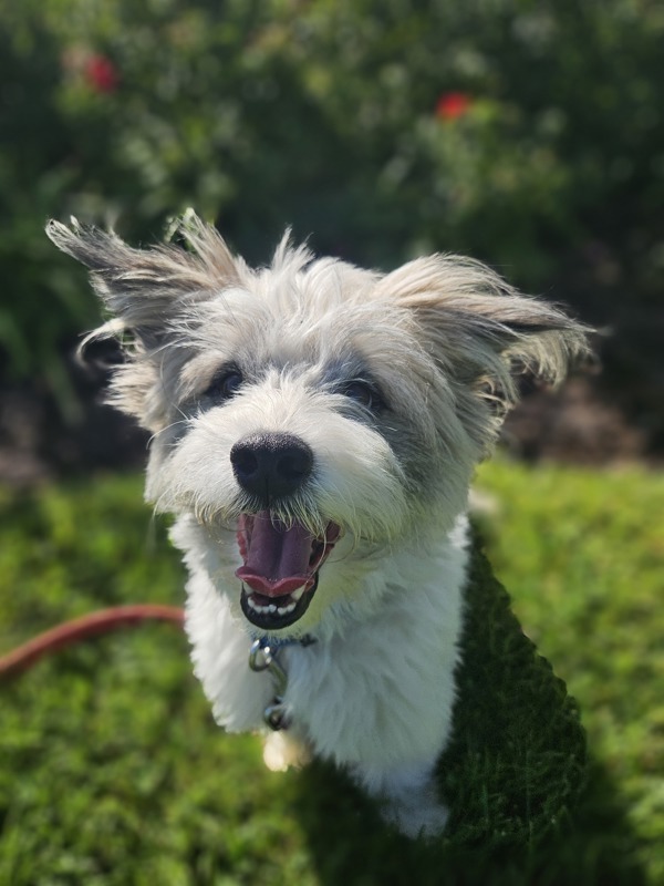 Rocco, an adoptable Schnauzer, Cairn Terrier in Oakland, NJ, 07436 | Photo Image 4