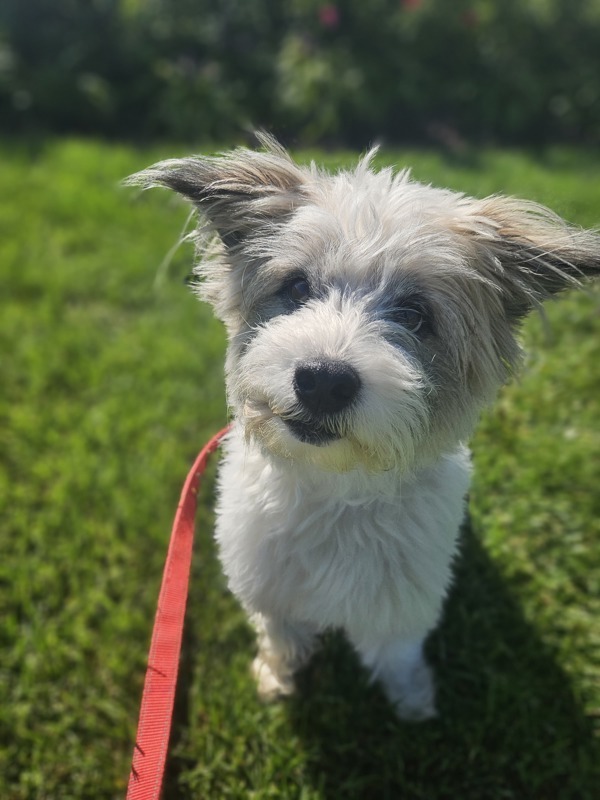 Rocco, an adoptable Schnauzer, Cairn Terrier in Oakland, NJ, 07436 | Photo Image 5