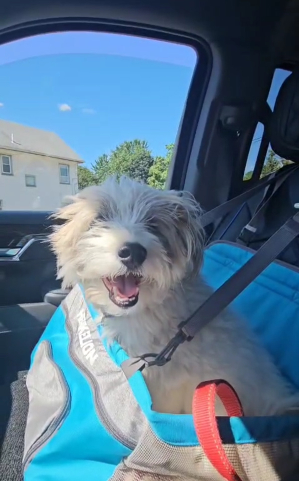 Rocco, an adoptable Schnauzer, Cairn Terrier in Oakland, NJ, 07436 | Photo Image 6