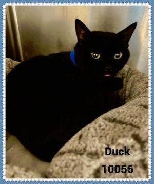 Primary Color Black Weight 82lbs Age 1yrs 6mths 2wks Animal has been Neutered