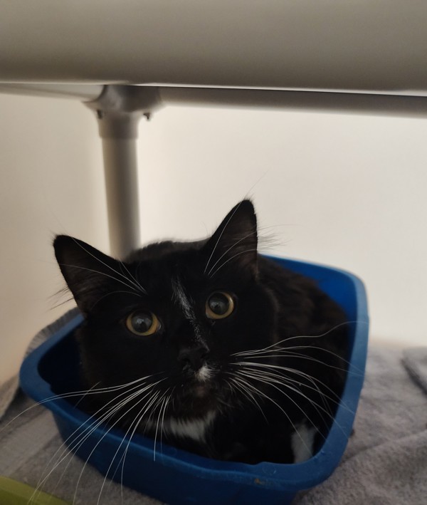 Salem