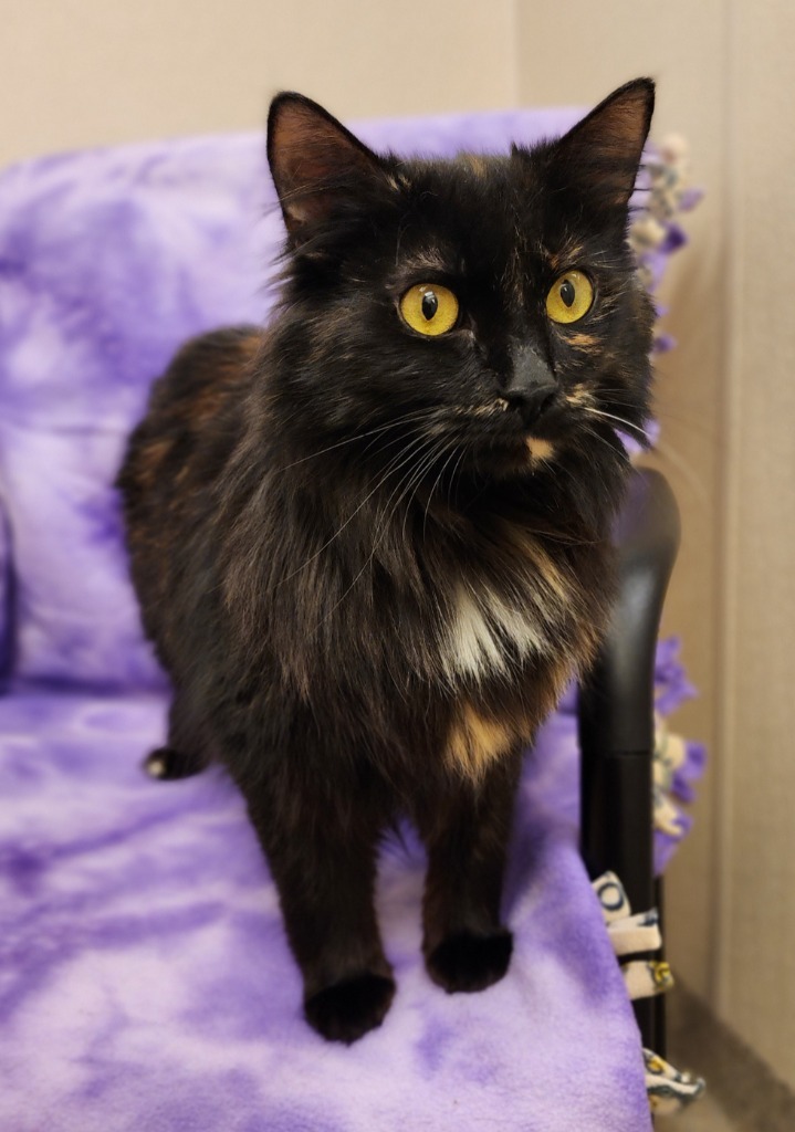 Olivia, an adoptable Domestic Short Hair in Superior, WI, 54880 | Photo Image 1