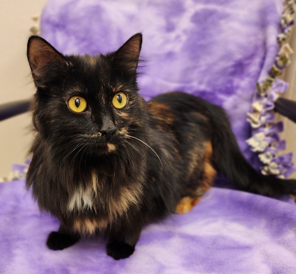 Olivia, an adoptable Domestic Short Hair in Superior, WI, 54880 | Photo Image 2