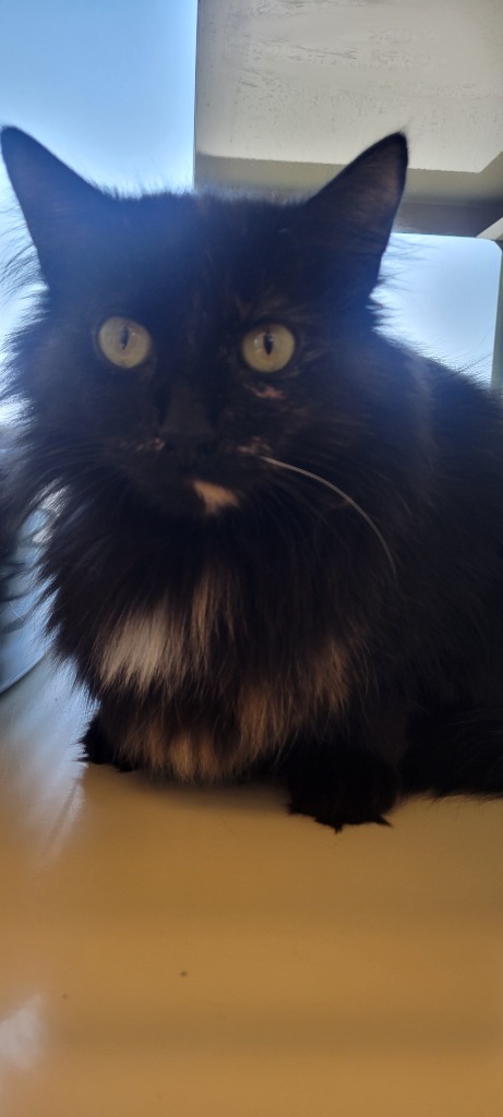 Olivia, an adoptable Domestic Short Hair in Superior, WI, 54880 | Photo Image 3