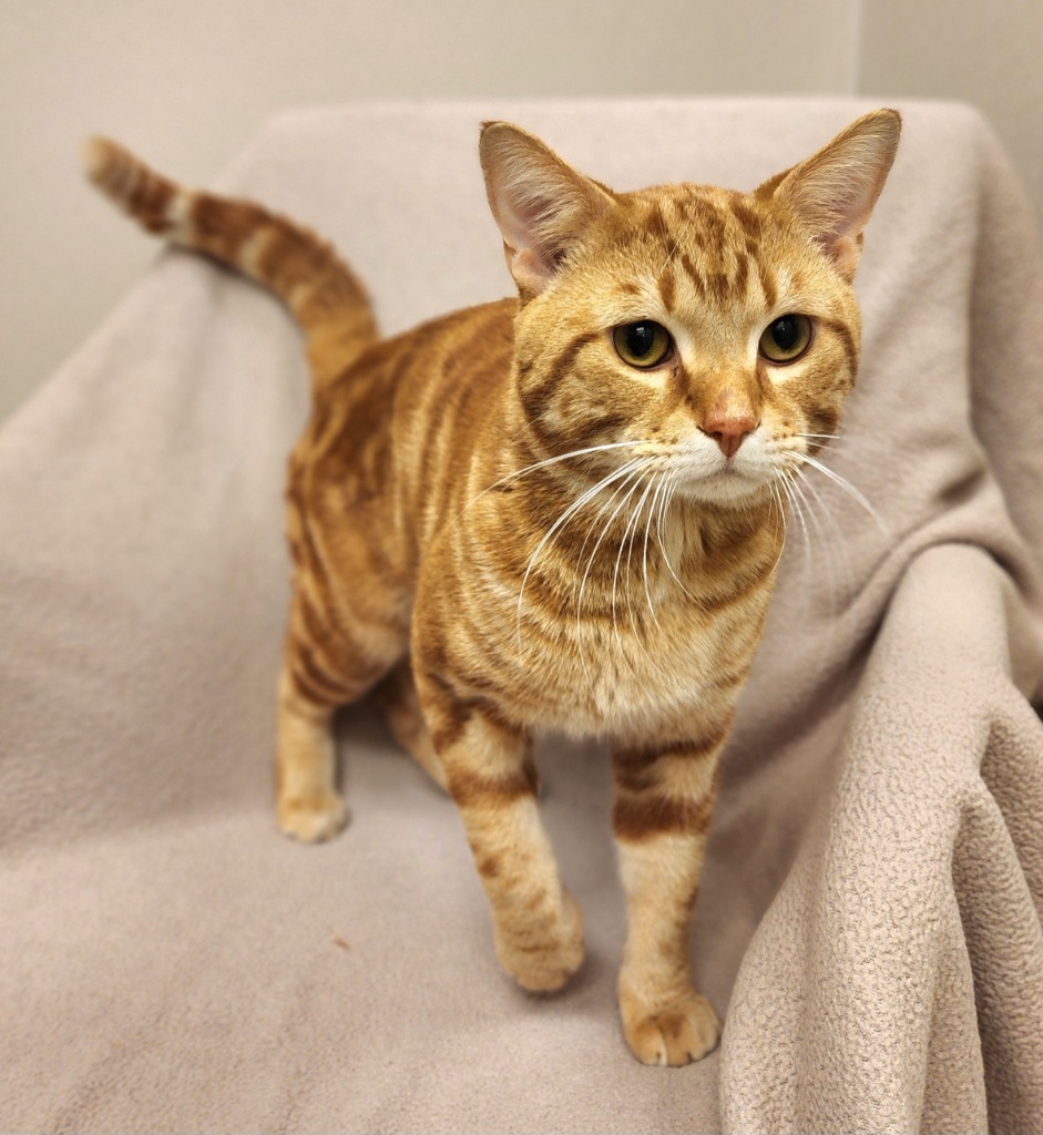 Elijah, an adoptable Domestic Short Hair in Superior, WI, 54880 | Photo Image 1