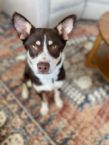 Luca
