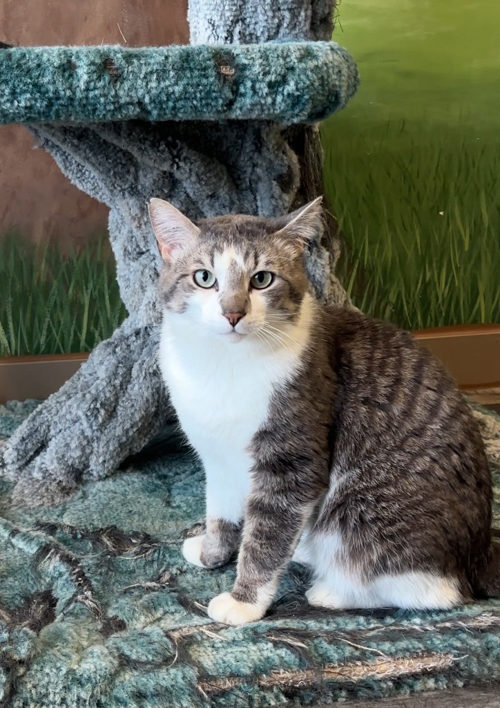 Lord Henry Chickensworth, an adoptable Domestic Short Hair in Winnipeg, MB, R3H 0M1 | Photo Image 1