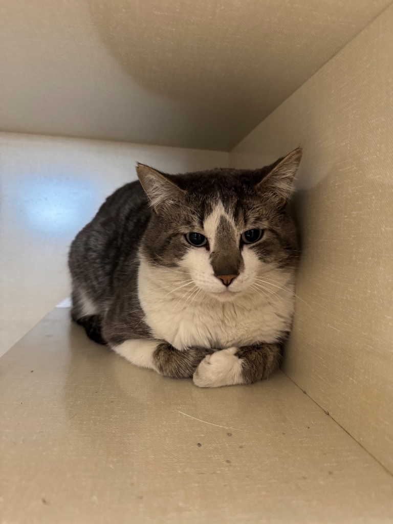 Lord Henry Chickensworth, an adoptable Domestic Short Hair in Winnipeg, MB, R3H 0M1 | Photo Image 2