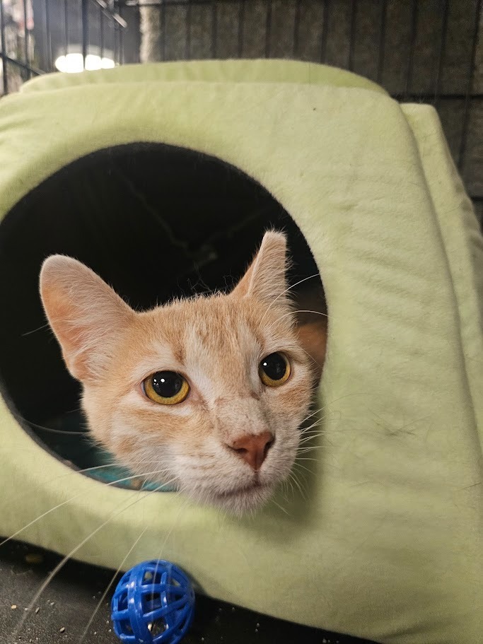 Tony, an adoptable Domestic Short Hair in Hutchinson, MN, 55350 | Photo Image 1