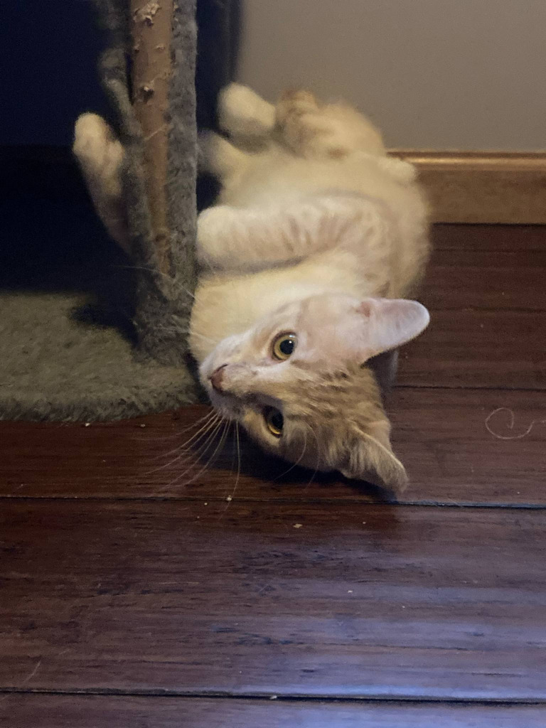 Tony, an adoptable Domestic Short Hair in Hutchinson, MN, 55350 | Photo Image 2