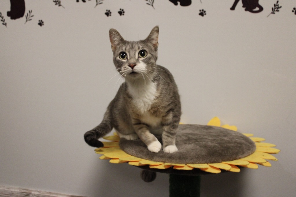 Darcy, an adoptable Domestic Short Hair in Hutchinson, MN, 55350 | Photo Image 1