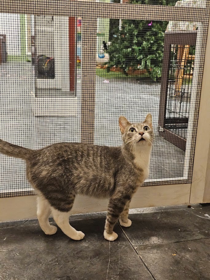 Darcy, an adoptable Domestic Short Hair in Hutchinson, MN, 55350 | Photo Image 2